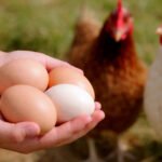 Diferença entre ovos convencionais, caipiras, cage-free e enriquecidos