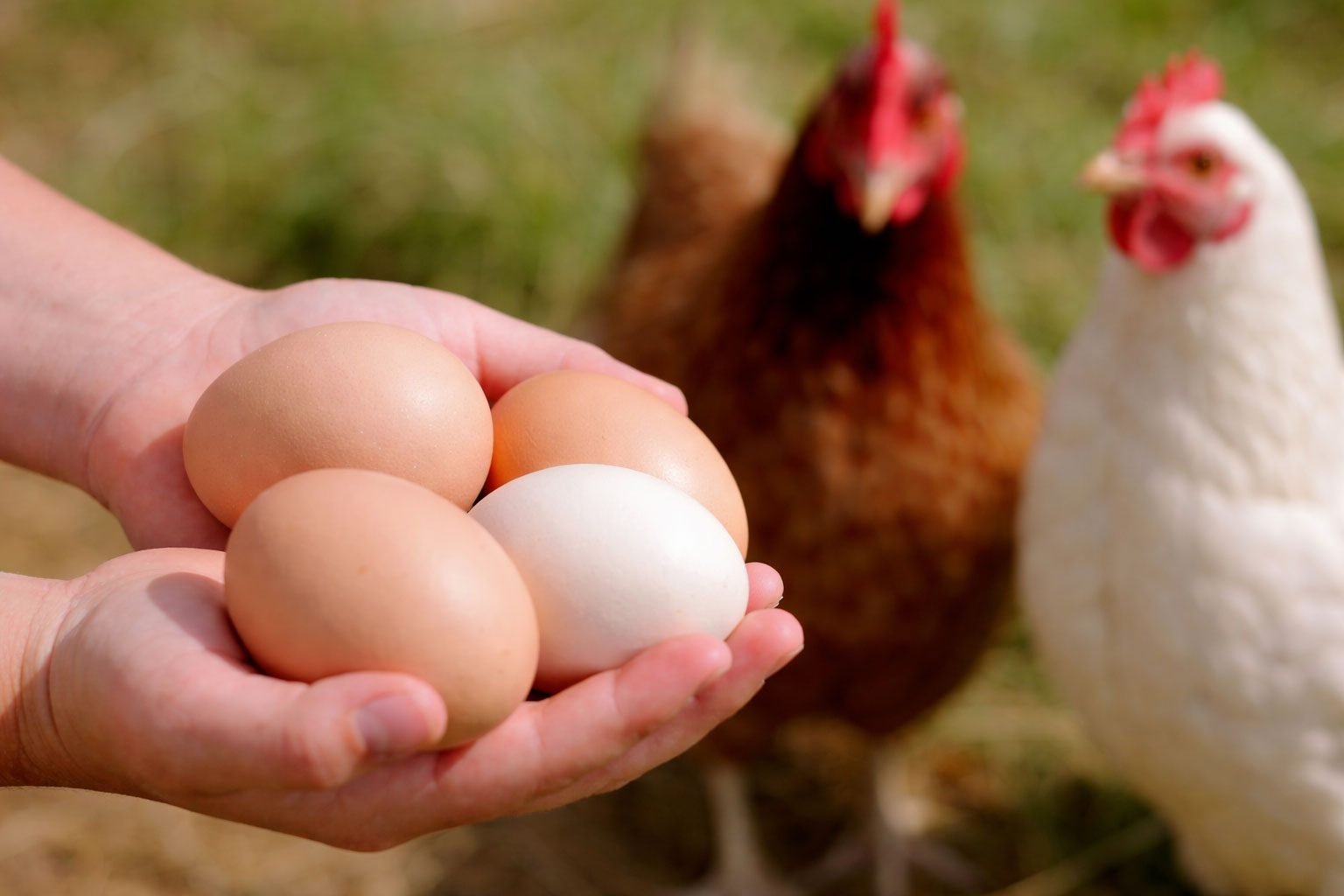 Diferença-entre-ovos-convencionais,-caipiras,-cage-free-e-enriquecidos