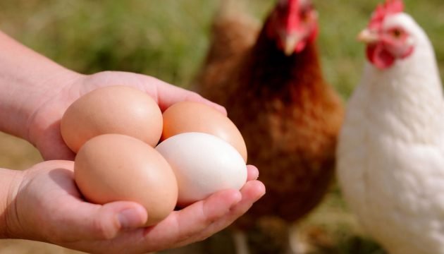 Diferença-entre-ovos-convencionais,-caipiras,-cage-free-e-enriquecidos